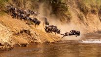 Great wildebeest migration at Mara River, Kenya 