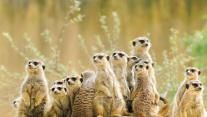 Meerkat family 