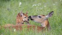 White-tailed deer doe and newborn fawn, Montana 