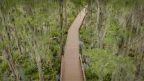 Trees with Spanish moss over a boardwalk in the Okefenokee Swamp, Folkston, Georgia 