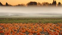 Pumpkin field, Victoria, British Columbia, Canada 