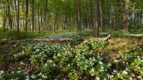 White trilliums blooming in Ontario, Canada 