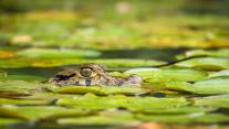 Young black caiman, Tambopata National Reserve, Peru 