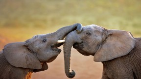 阿多大象国家公园里的大象，南非 (© Johan Swanepoel/Alamy)(2016-08-12)
