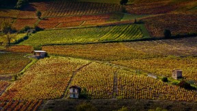 博热附近的葡萄园，罗讷河谷，法国 (© Richard Semik/Shutterstock)(2016-11-17)