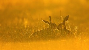高高草丛里的棕色欧洲野兔  (© Jackie Bale/Getty Images)(2016-09-24)