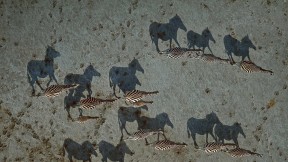 【2016-08-29】 穿越荒芜的斑马 穿越马卡迪卡迪盐沼的斑马，博茨瓦纳  (© Richard Du Toit/Minden Pictures)
