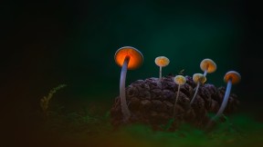 【2016-11-18】 透过蘑菇的暮光 黑暗沙丘中的蘑菇，登海尔德近郊，荷兰 (© Daniel Laan/500px)