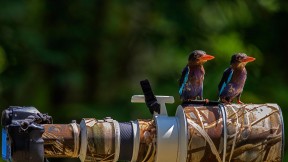【2016-08-19】 普通翠鸟在相机镜头上短憩 (© Sijanto/Getty Images)