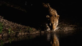 【2016-10-29】 满身花斑的大猫 一只非洲豹出现在伦多洛兹私人野生动物保护区，南非  (© Sergey Gorshkov/Minden Pictures)