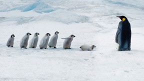 【2016-10-05】 一二三，跳 成年帝企鹅和它的宝宝们，雪山岛，南极洲 (© Mike Hill/Getty Images)