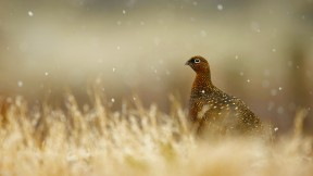 【2016-12-03】 穿着雪地靴的松鸡 苏格兰高地的红松鸡 (© Mark Sisson/REX/Shutterstock)