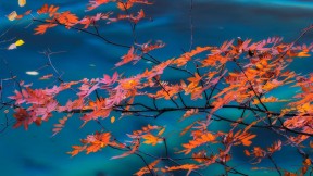 【2016-10-30】 金秋九寨 红叶似火 九寨沟国家公园内的枫树 (© Cornelia Doerr/Getty Images)