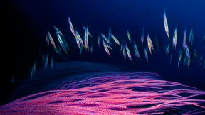 金贝湾的一群剃刀鱼略过红色海鞭的枝杈，新不列颠岛，巴布亚新几内亚 (© David Doubilet/Getty Images)(2016-09-12)