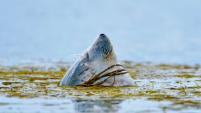 【2016-10-07】 憨态可掬的圆滚滚 艾莱岛附近的一只港海豹，英国 (© Laurie Campbell/Minden Pictures)
