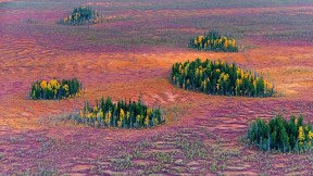 【2016-10-09】 针叶树林的秋 西伯利亚东部针叶林的秋天， 俄罗斯 (© Serguei Fomine/500px)