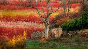 【2016-09-25】 古老的气息 昆卡附近的藤条园圃，西班牙 (© David Santiago Garcia/Aurora Photos)
