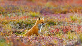 【2017-06-22】 聪明而狡猾 德纳利国家公园和自然保护区内的一只赤狐，美国阿拉斯加州 (© Michael DeYoung/Design Pics/Getty Images)