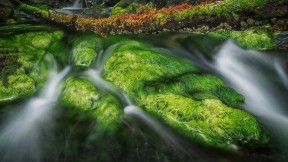 【2017-09-18】 时髦的生态旅游 瓜伊哈纳斯国家公园保留地和海达文物古迹内的一条森林溪流，加拿大不列颠哥伦比亚省 (© Robert Postma/plainpicture)