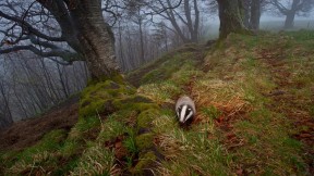 狗獾在黑森林中觅食，德国 (© Klaus Echle/Minden Pictures)(2017-11-27)