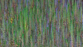 【2017-08-27】 水中的绽放 青藏高原中常见的杉叶藻，中国 (© Dong Lei/Minden Pictures)