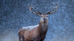 雪地里的红鹿 (© Getty Images)(2016-12-24)