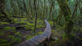 摇篮山-圣克莱尔湖国家公园中的林间步道，澳大利亚塔斯马尼亚州 (© Sean Crane/Minden Pictures)(2017-03-30)