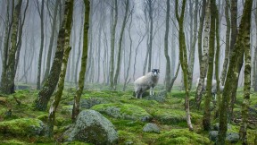 【2017-07-10】 献给爱自然的你 峰区国家公园内的绵羊，英国德比郡 (© James Mills/500px)