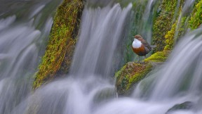 一只站在Lathkill河Tufa坝上的白喉噪鹛，英国德比郡  (© Ben Hall/Minden Pictures)(2017-05-23)