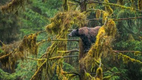 一只在Tongass国家森林公园的成年黑熊，阿拉斯加州 (© Mark Kelley/Tandem Stills + Motion)(2017-03-21)