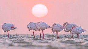 【2017-06-30】 蔚蓝海岸的一抹粉红 沃尔维斯湾的火烈鸟，纳米比亚 (© Yva Momatiuk and John Eastcott/Minden Pictures)