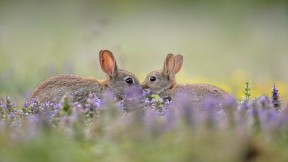 一对寒暄中的欧洲灰兔，法国 (© Remy Courseaux/Biosphoto/Minden Pictures)(2017-04-17)