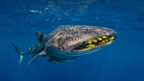 【2017-08-30】 走进海底世界 一群金色无齿鲹与一条鲸鲨遨游在鸟头湾中，印度尼西亚 (© Pete Oxford/Minden Pictures)