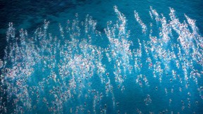 2016年铁人三项世界锦标赛中的游泳参赛者们，夏威夷凯卢阿 (© Tom Pennington/Getty Images)(2017-06-24)