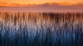 威斯康星州的水源荒野地 (© Ian Shive/Tandem Stills + Motion)(2017-11-19)