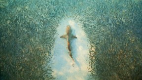 【2017-11-09】 庞大而凶残 避开鲨鱼追击的鱼群，澳大利亚赫伦岛 (© Scott Carr/REX/Shutterstock)