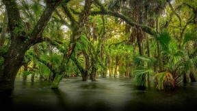 迈阿卡河州立公园内的沼泽生态区，美国佛罗里达州 (© Paul Marcellini/Tandem Stills + Motion)(2017-08-09)