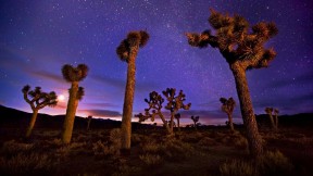 【2017-06-28】 死亡谷里的鲜活生命 死亡谷内的约书亚树，美国加利福尼亚州 (© Marc Adamus/Aurora Photos)