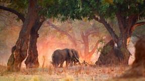 马纳波尔斯国家公园内的非洲草原象，津巴布韦 (© David Fettes/Offset)(2017-08-12)