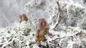 张家界附近武陵源旷野里的几只恒河猴，中国 (© Xinhua News Agency/REX/Shutterstock)(2017-01-13)