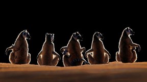 【2017-06-26】 性情温和 机智伶俐 马达加斯加Berenty保护区内的环尾狐猴 (© Steve Bloom Images/Alamy)