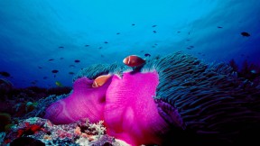 【2017-06-11】 海洋生物的天堂 粉红色臭鼬小丑鱼和华丽的海葵，澳大利亚大堡礁 (© Norbert Wu/Minden Pictures)