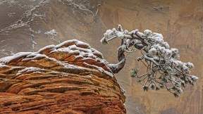 锡安国家公园的雪，美国犹他州 (© Jeff Foott/Minden Pictures)(2017-12-29)