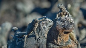 【2017-09-10】 陆地水上 无所不能 海鬣蜥，厄瓜多尔加拉帕戈斯群岛 (© Tui De Roy/Minden Pictures)