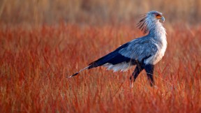 【2017-11-12】 优雅外表下的凶猛 一只蛇鹫在南非利特弗雷自然保护区内寻找食物 (© Richard du Toit/Getty Images)
