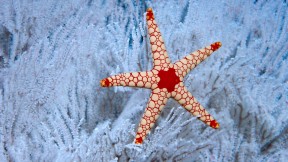 塞舌尔群岛附近软珊瑚树中的一颗薄荷海星，塞舌尔 (© Norbert Wu/Minden Pictures)(2017-12-15)