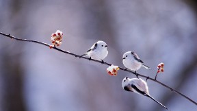 【2017-02-03】 春回大地 万物复苏 【今日立春】长尾山雀，日本 (© Gouichi Wada/Nature Production/MINDEN PICTURES INC)