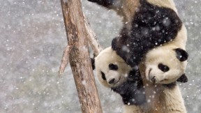 【今日大雪】暴风雪中两只在树干上攀爬的大熊猫，中国四川 (© Juan Carlos Munoz/NPL/Minden Pictures)(2017-12-07)