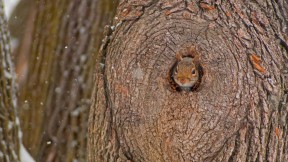 一只从洞中偷窥的东部灰松鼠 (© Darlyne A. Murawski/Getty Images)(2017-12-21)