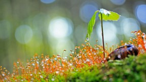 【2017-04-28】 强大又温暖的力量 一棵刚萌芽的橡树苗 (© plusphoto/Getty Images)